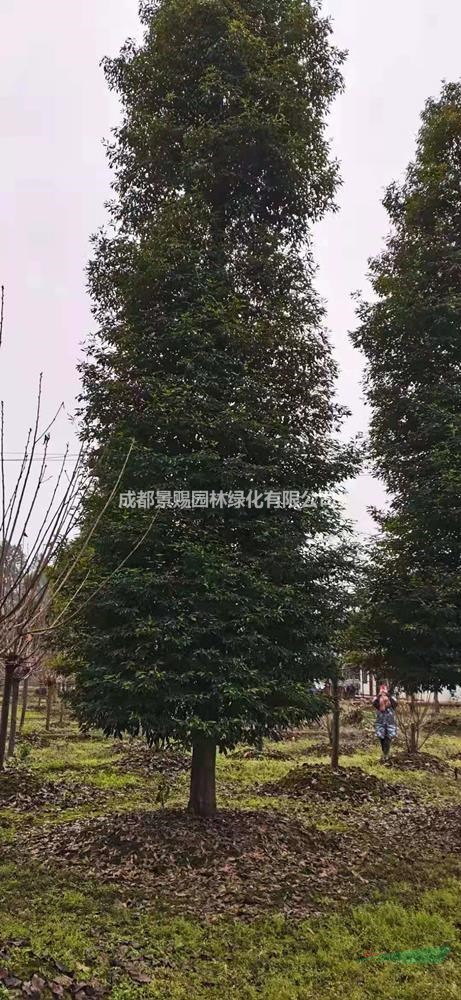 精品桢楠树，桢楠全冠苗，好种植的桢楠