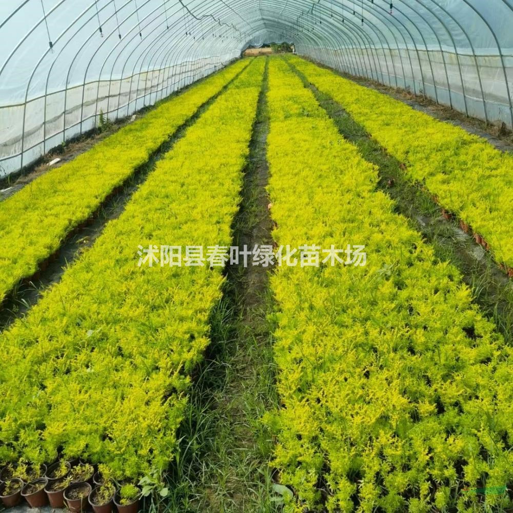 青葉佛甲草金葉佛甲草基地金葉佛甲草產(chǎn)地