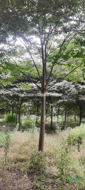 綠化樹苗精品櫸樹規(guī)格齊全
