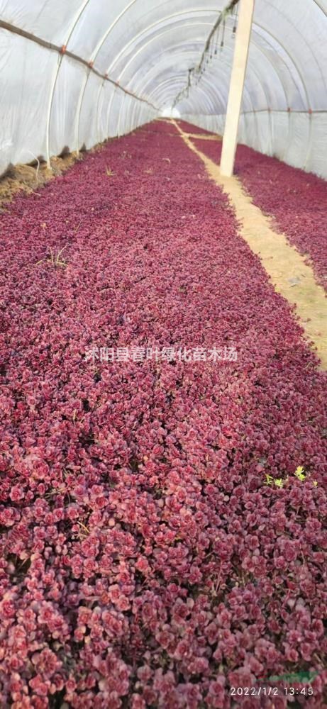 紅景天價(jià)格紅景天基地紅景天哪里便宜