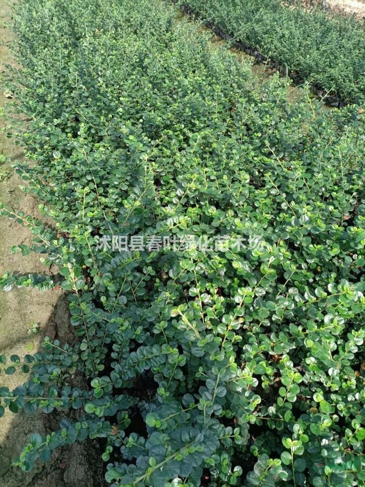 平枝荀子价格平枝荀子杯苗平枝荀子产地