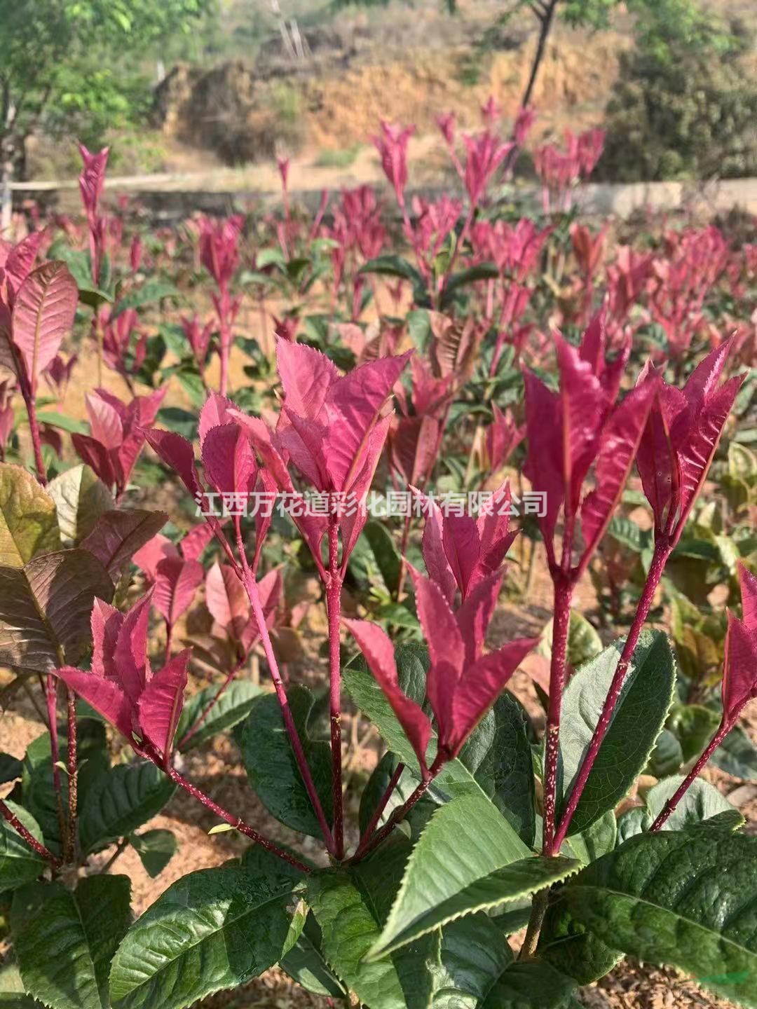 闽台桂魁桂彩叶植物新品种色块苗江西抚州供应高度40公分丛生矮彩桂花