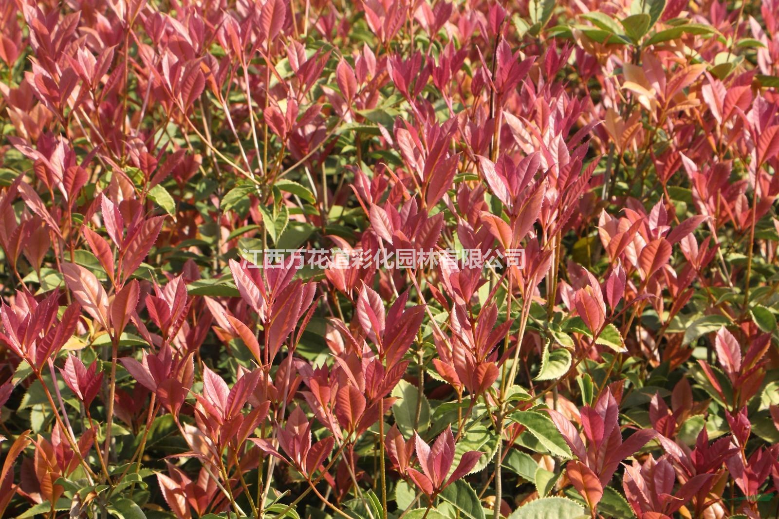 闽台桂魁桂彩叶植物新品种色块苗江西抚州供应高度40公分丛生矮彩桂花