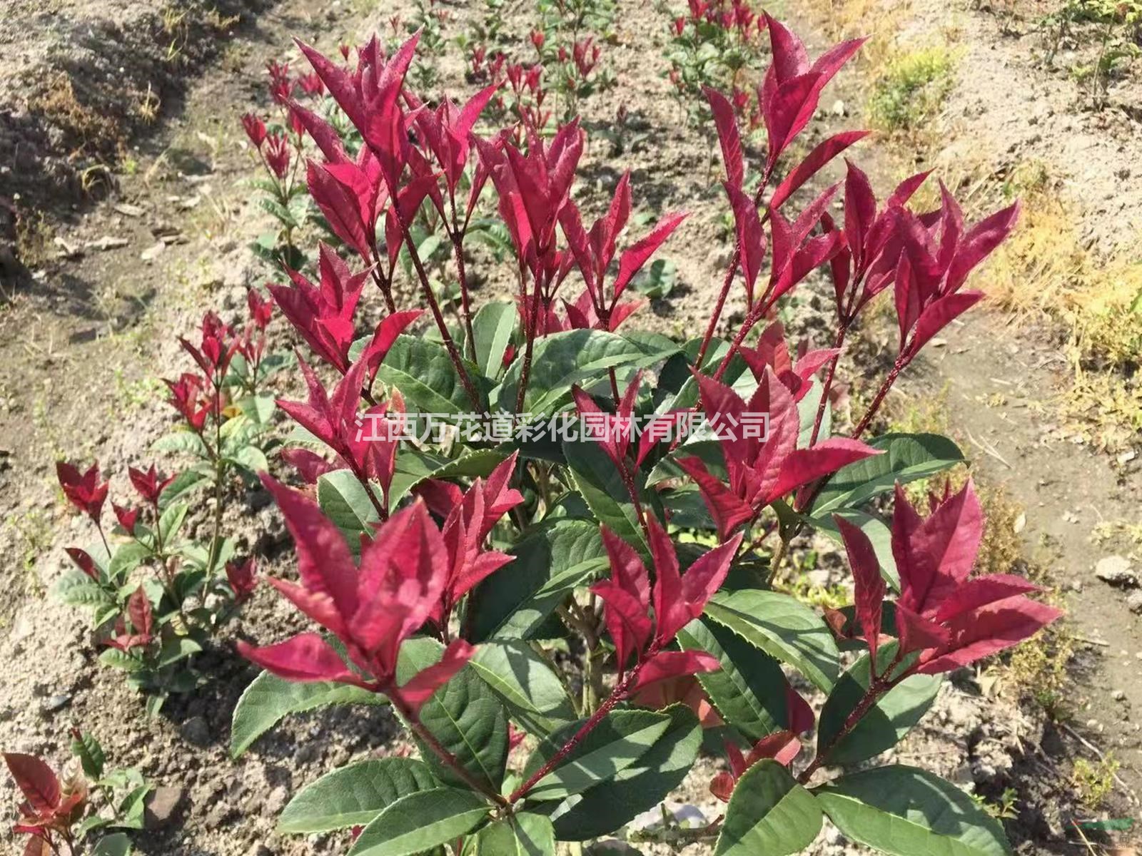 闽台桂魁桂彩叶植物新品种色块苗江西抚州供应高度40公分丛生矮彩桂花