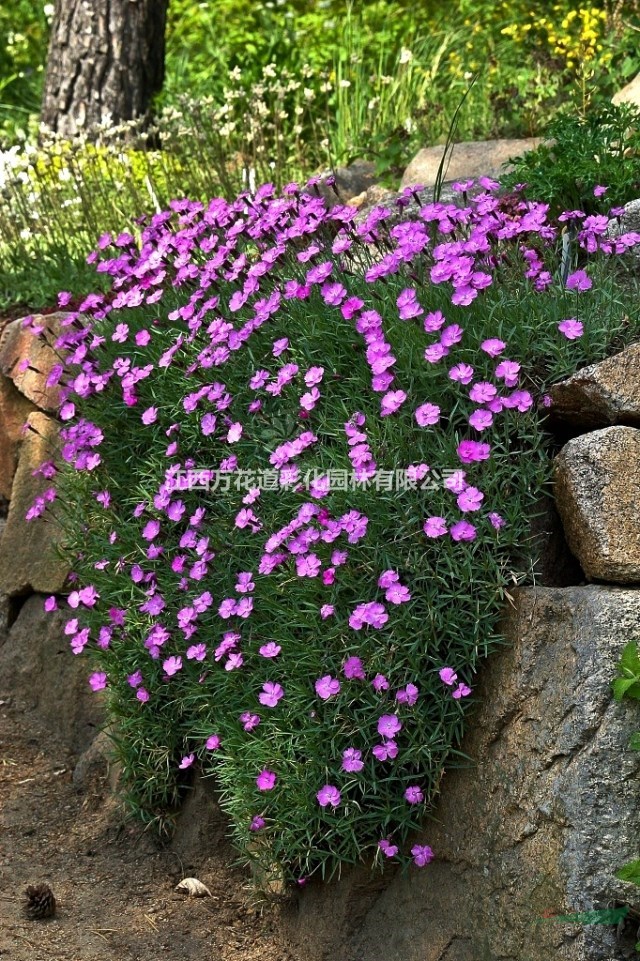 阐述四季石竹在园林上应用江西石竹改良品种高度20公分开满粉红鲜花的浪漫草坪