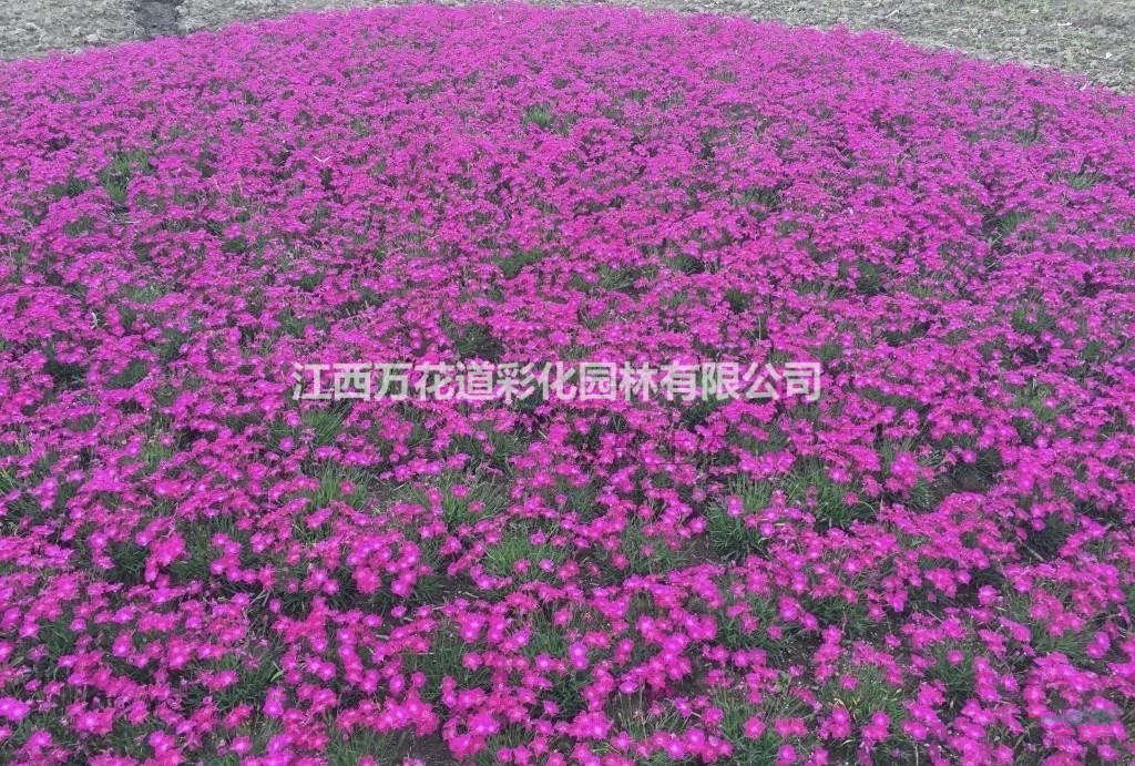 阐述四季石竹在园林上应用江西石竹改良品种高度20公分开满粉红鲜花的浪漫草坪