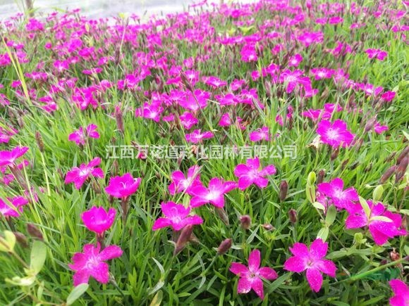 阐述四季石竹在园林上应用江西石竹改良品种高度20公分开满粉红鲜花的浪漫草坪