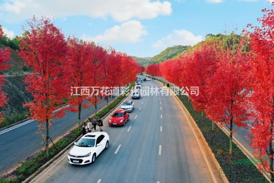  光辉红枫园林景观应用江西供应1-10公分美国红枫专利品种