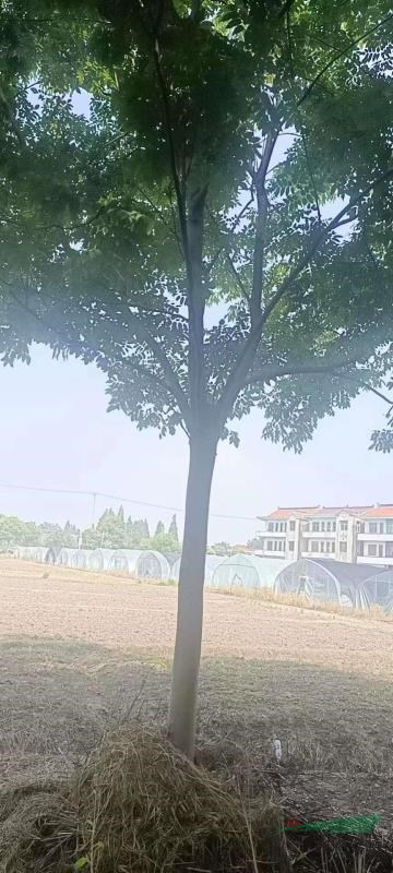 苗圃直销18-20栾树