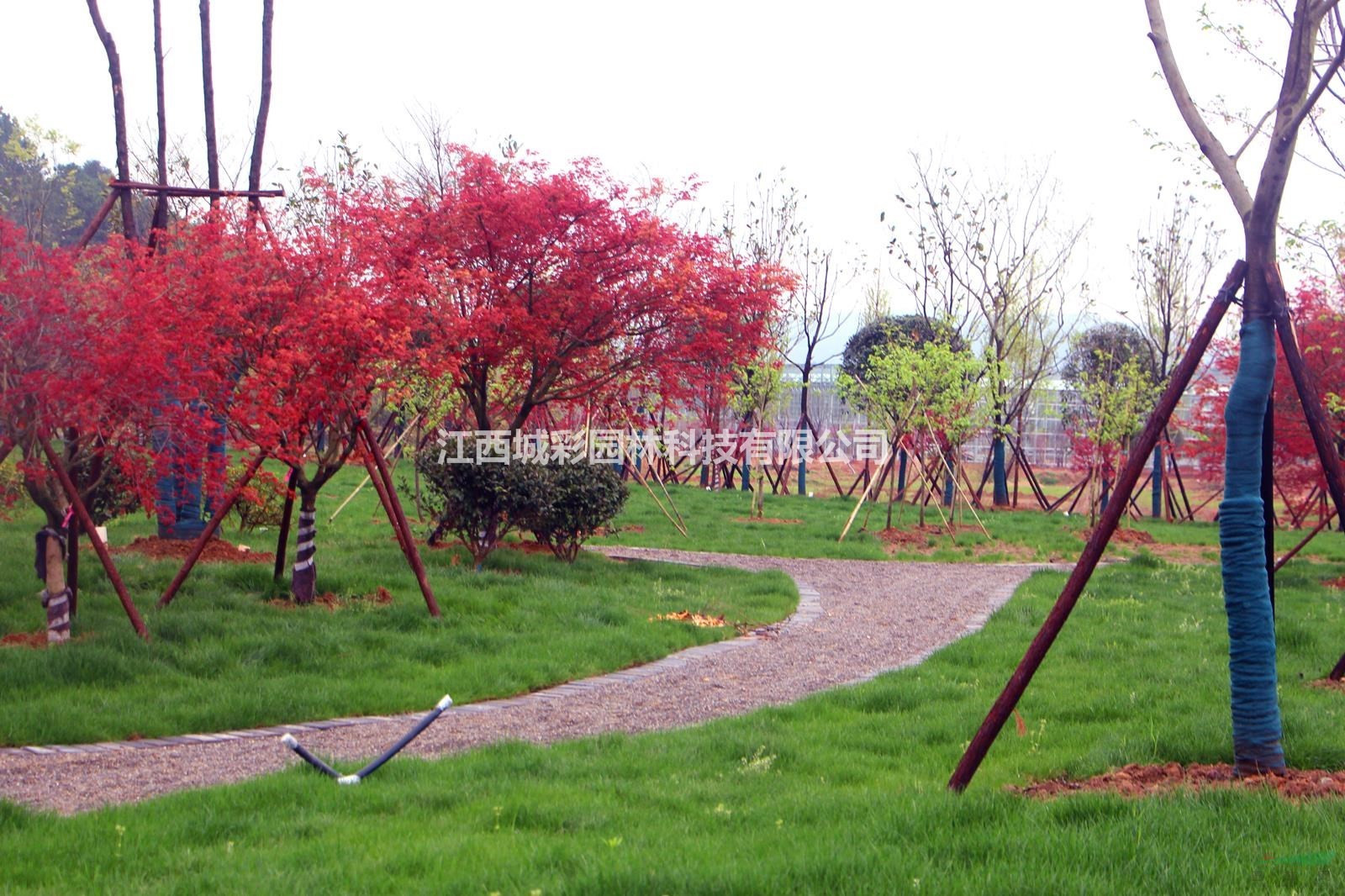 春红枫树苗批发供应3-12公分红枫春季红叶效果好春红枫多少钱一株