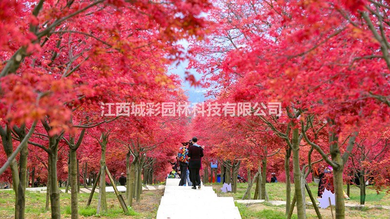 春红枫树苗批发供应3-12公分红枫春季红叶效果好春红枫多少钱一株