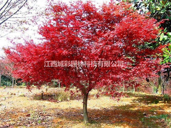 春红枫树苗批发供应3-12公分红枫春季红叶效果好春红枫多少钱一株