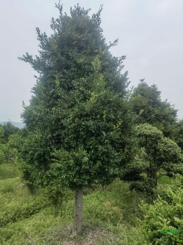 浙江供應(yīng)竹柏 臺州竹柏基地規(guī)格齊全