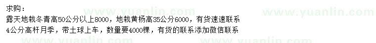 求購地栽冬青、地栽黃楊、高桿月季