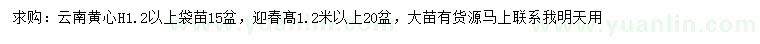 求購(gòu)高1.2米以上云南黃心、髙1.2米以上迎春