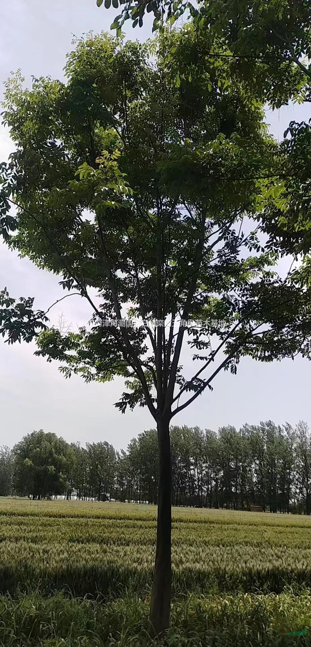 欒樹培育基地 山東欒樹優(yōu)質(zhì)供應(yīng)商 精品欒樹廠家供應(yīng)價(jià)格優(yōu)惠