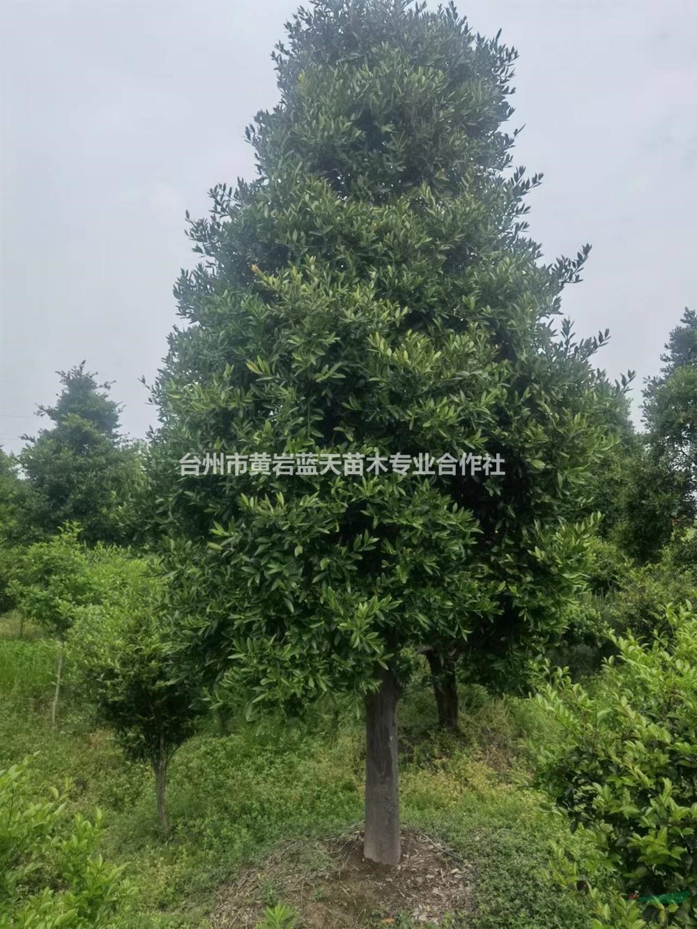 浙江供應(yīng)竹柏 臺州竹柏基地規(guī)格齊全
