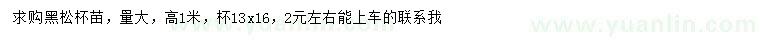 求購高1米黑松杯苗