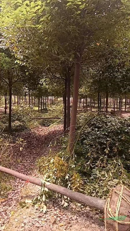 榉树8一35公分