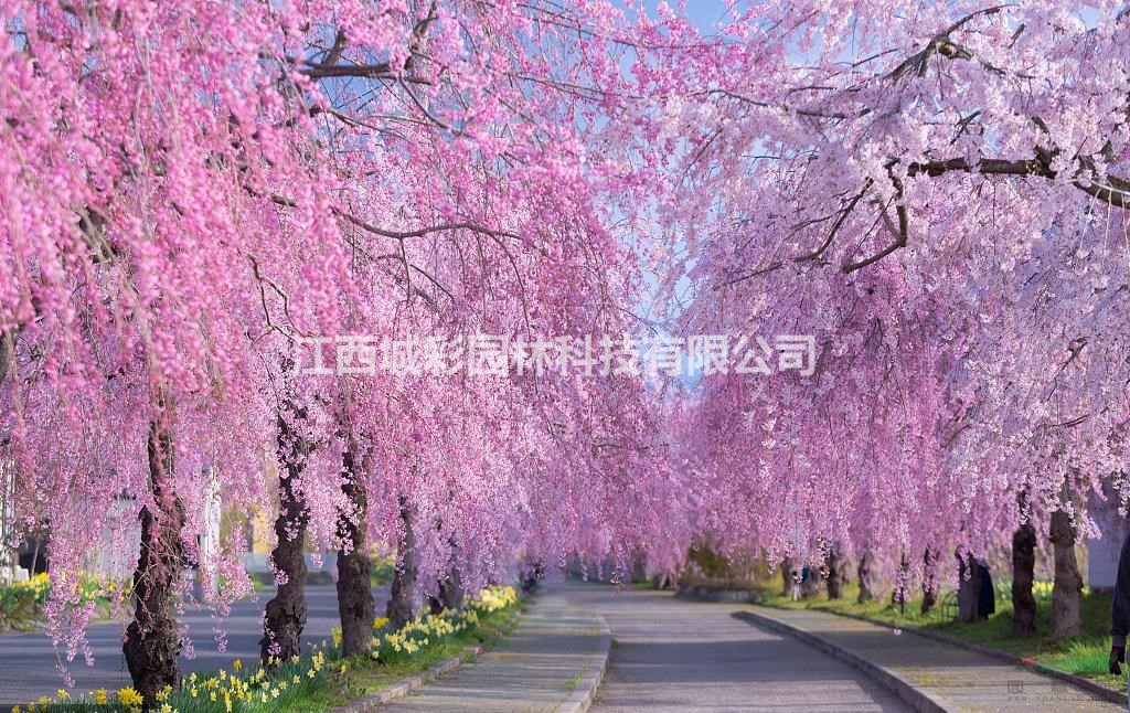 垂红樱属于樱花中闪亮的星 江西供应地径1-10公分垂枝红色樱花重瓣花非常美丽景区绿化