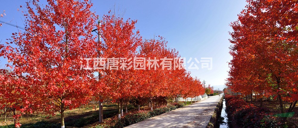 光辉红枫美丽中国首选彩叶植物新品种美国红枫江西1-10公分红枫价格