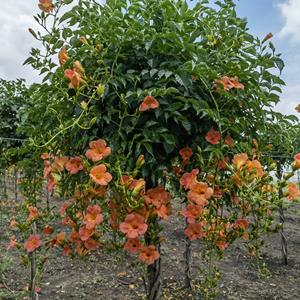 基地出售喬木中華凌霄樹(shù) 高桿美國(guó)凌霄花園林綠化風(fēng)景行道樹(shù)