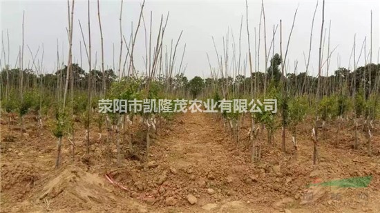 荥阳软籽石榴苗嫁接树突尼斯石榴树苗绿化树苗