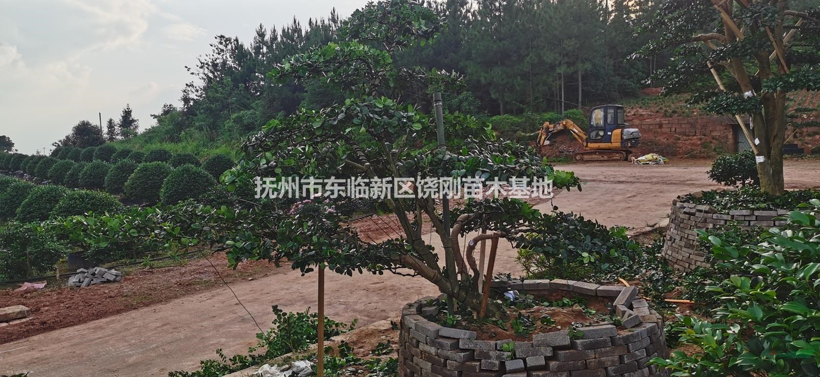 供應(yīng)精品造型茶梅