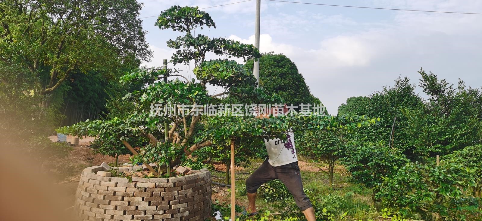 供應(yīng)精品造型茶梅