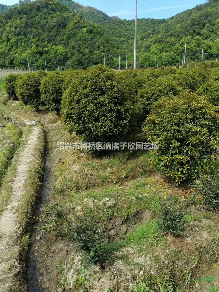 桂花冠1.8米-2米