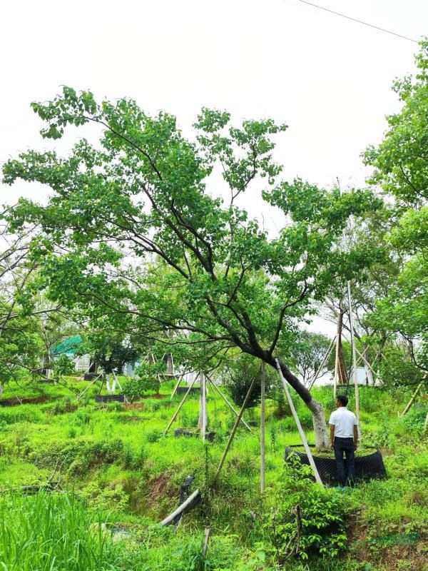 烏桕、樸樹容器苗(控根苗)