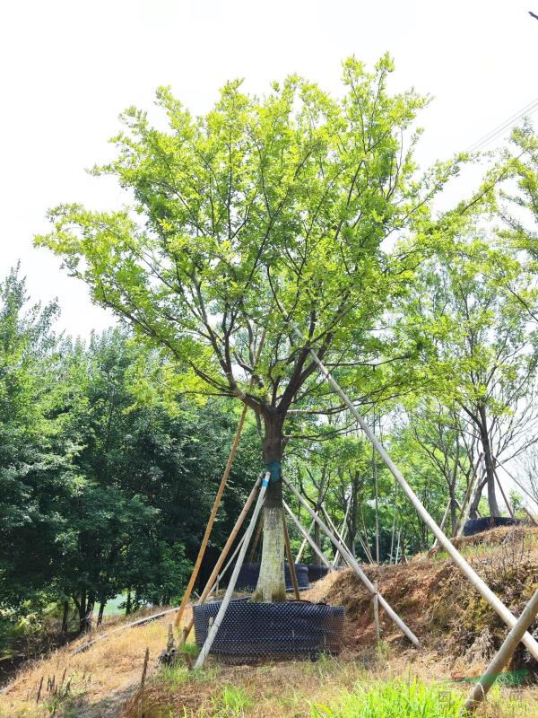 烏桕、樸樹容器苗(控根苗)