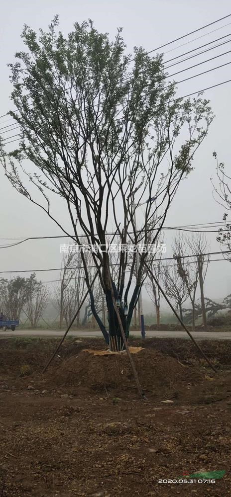 4米叢生樸樹(shù)_基地4米叢生樸樹(shù)價(jià)格貨源批發(fā)