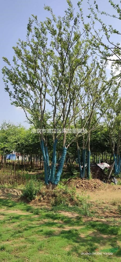 4米叢生樸樹(shù)_基地4米叢生樸樹(shù)價(jià)格貨源批發(fā)