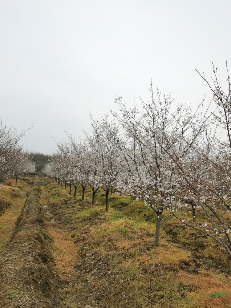 櫻花染井吉野8—12公分  分枝80—150