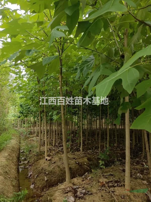 馬褂木