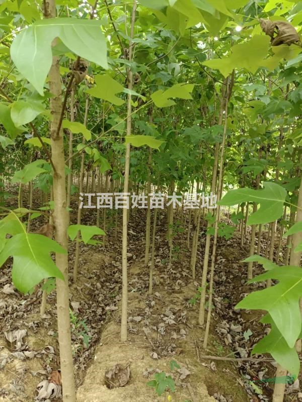 馬褂木