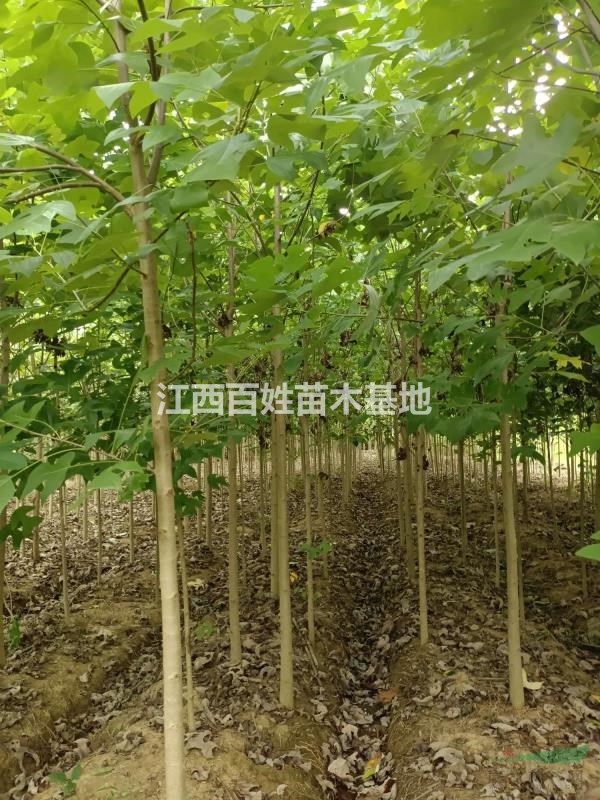 馬褂木