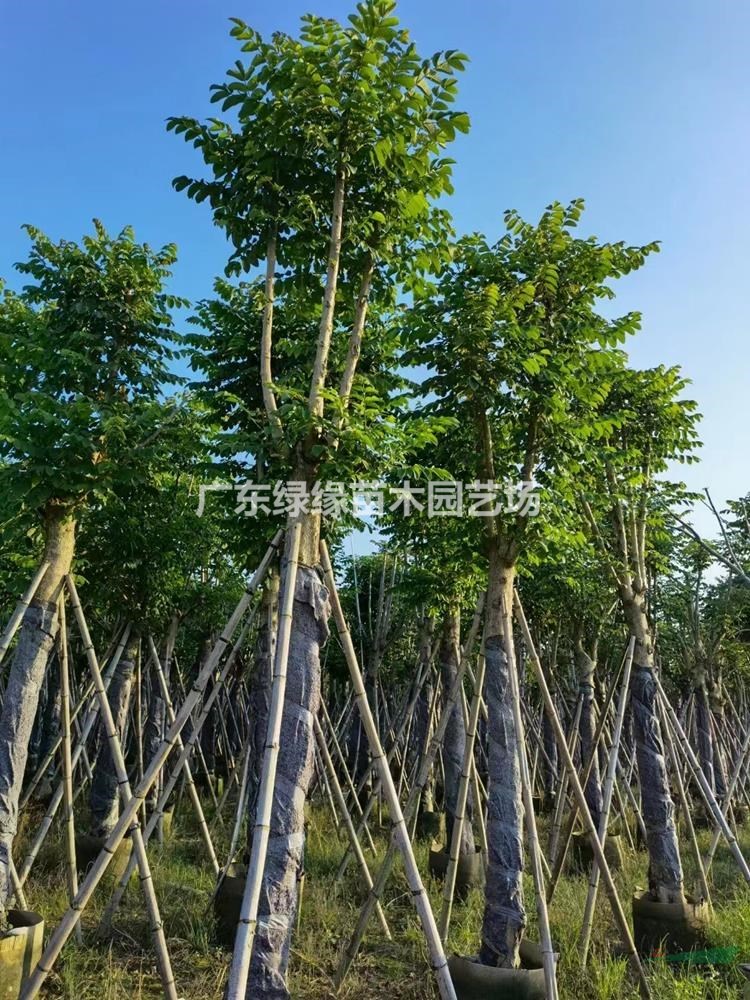 火焰木價格火焰木基地火焰木產區火焰木哪里有廣東火焰木