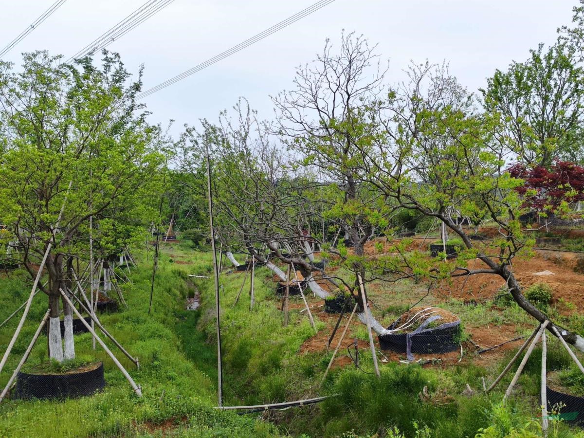 烏桕、樸樹容器苗(控根苗)