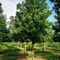 優質特價北美楓香8-10公分退林還耕產地直銷