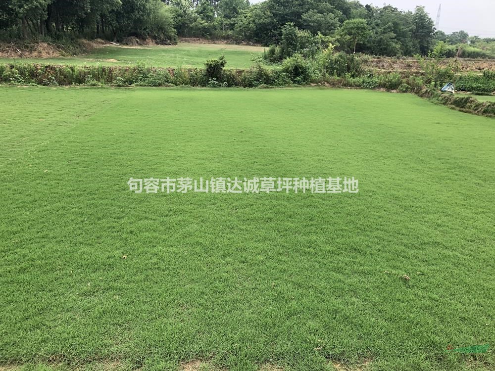 江蘇狗牙根草坪基地直供/狗牙根價格便宜