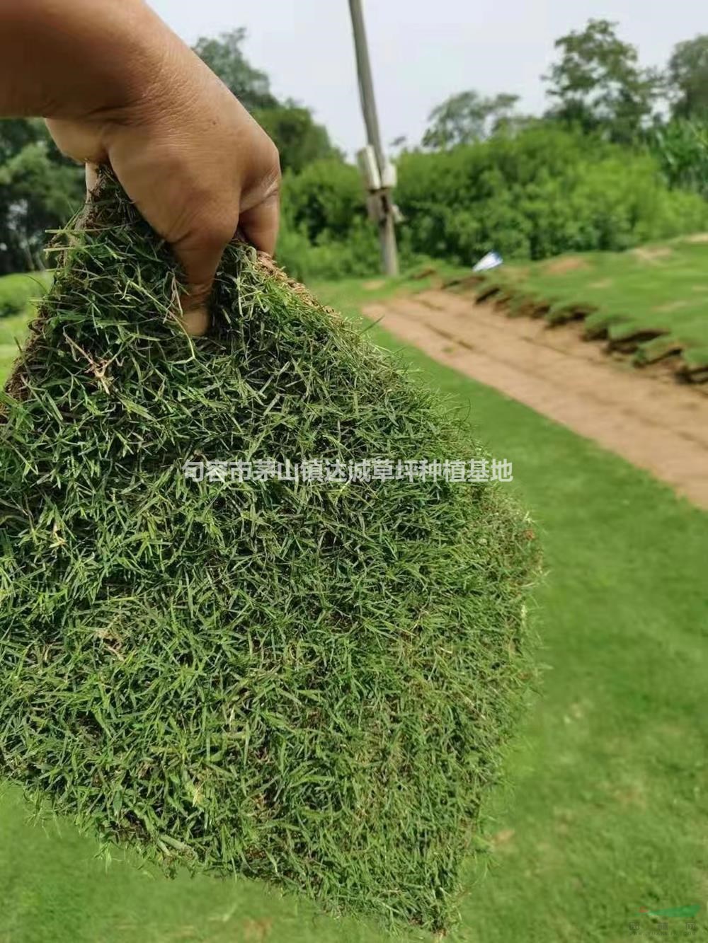 江蘇句容天堂草報(bào)價(jià)/天堂草價(jià)格優(yōu)惠