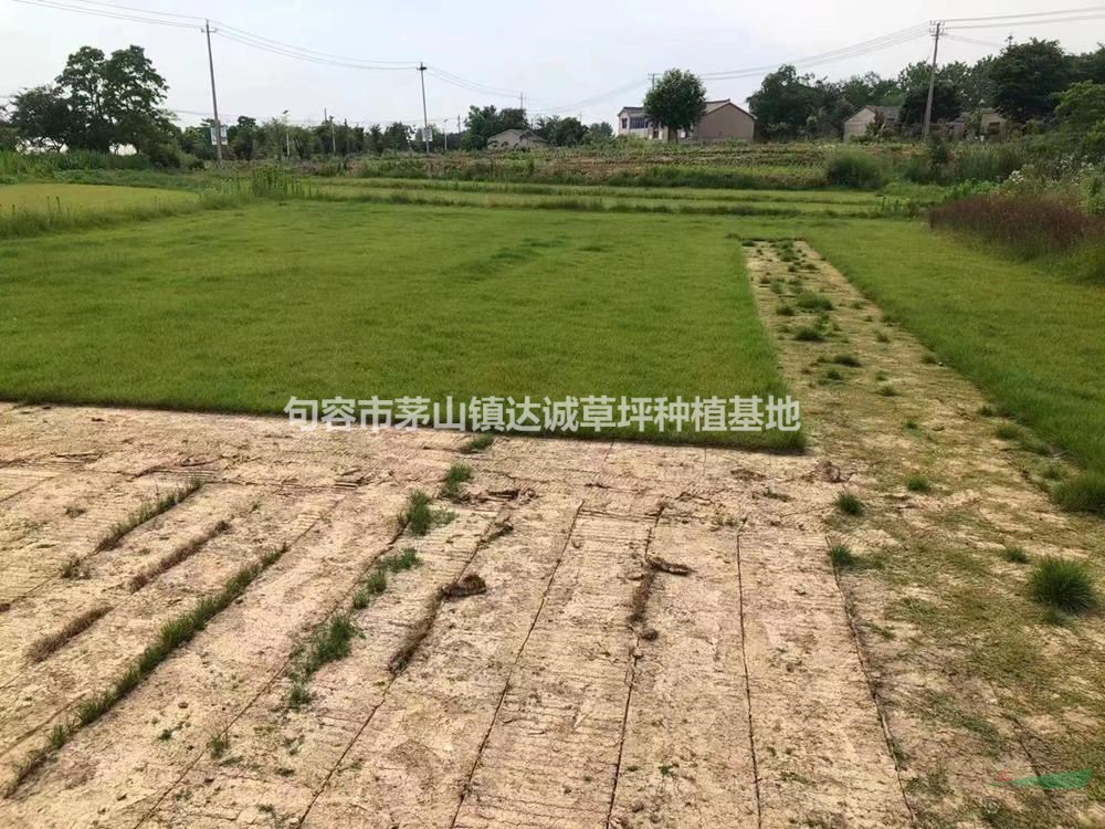 江蘇黑麥草/四季青草坪/百慕大草坪價(jià)格優(yōu)惠
