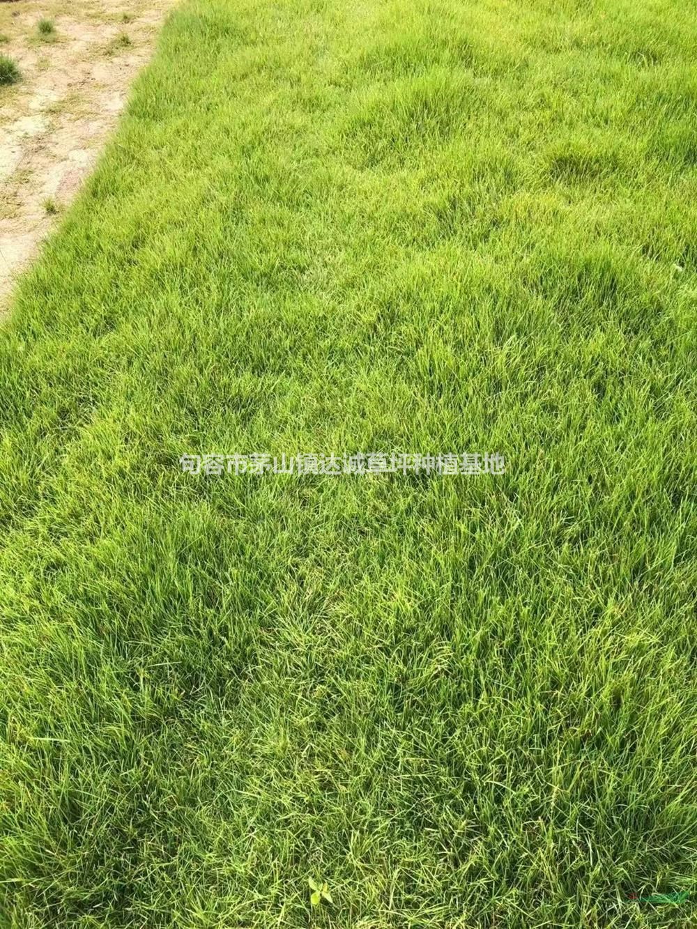 江蘇黑麥草/果嶺草/狗牙根草坪價(jià)格優(yōu)惠