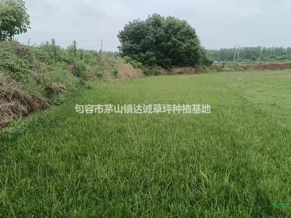 江蘇黑麥草/果嶺草/狗牙根草坪價(jià)格優(yōu)惠