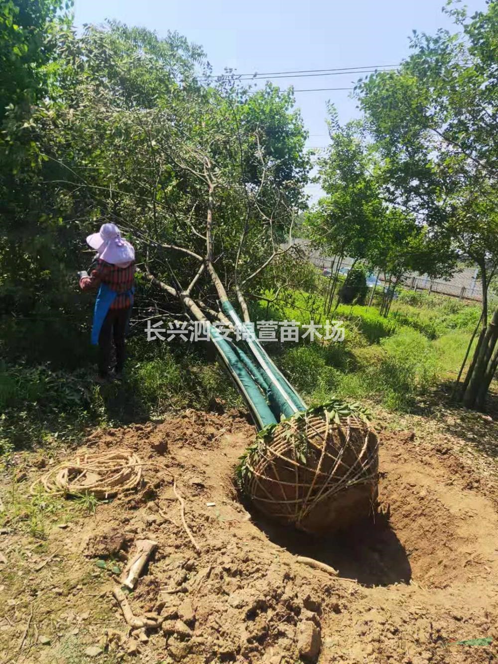 優(yōu)質(zhì)特價35--100公分叢生樸樹 浙江叢生樸樹產(chǎn)地直銷