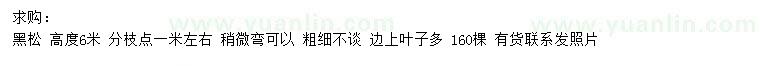 求購高6米黑松