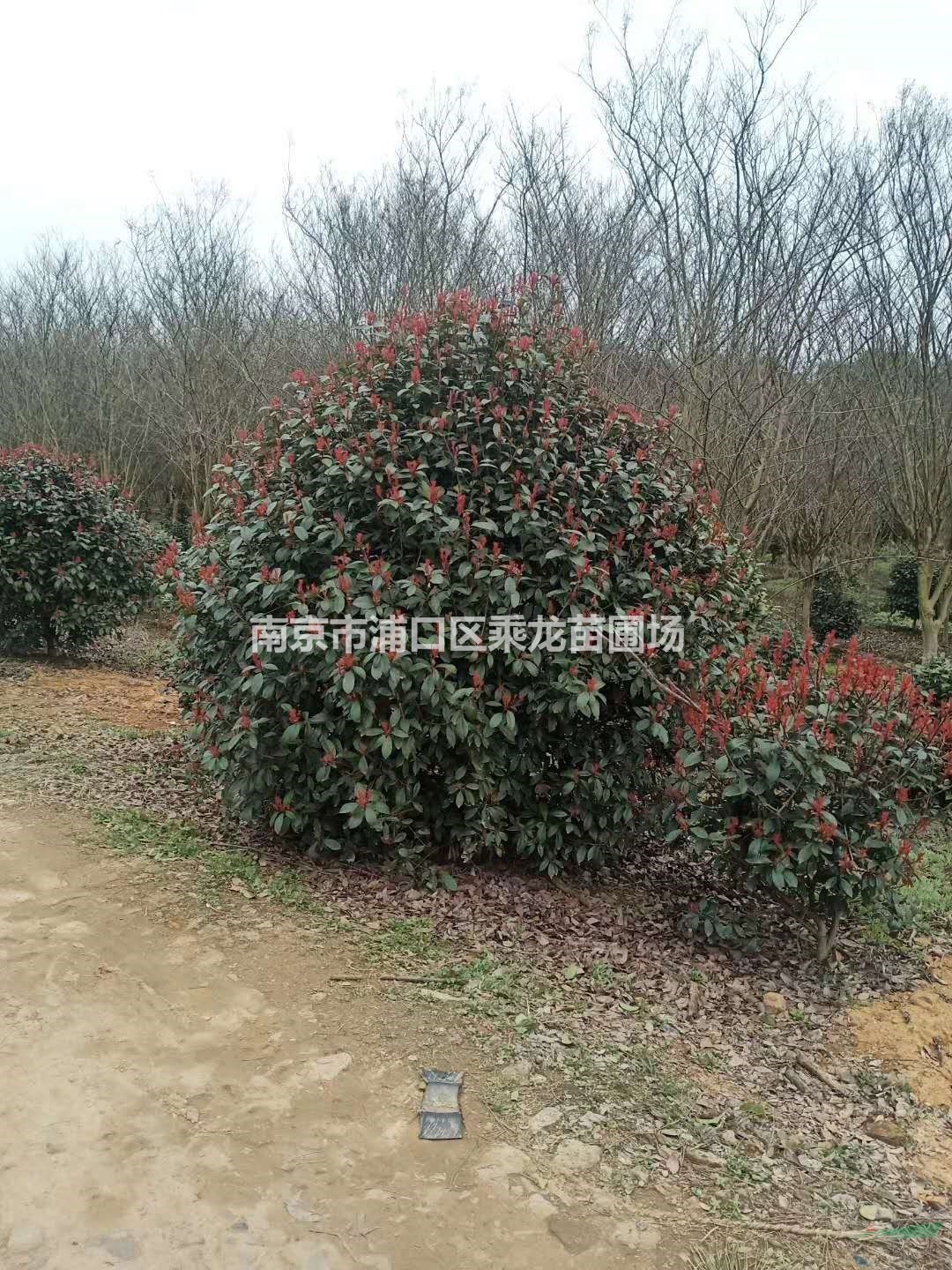 2米紅葉石楠球-p200公分紅葉石楠球-苗圃基地批發(fā)