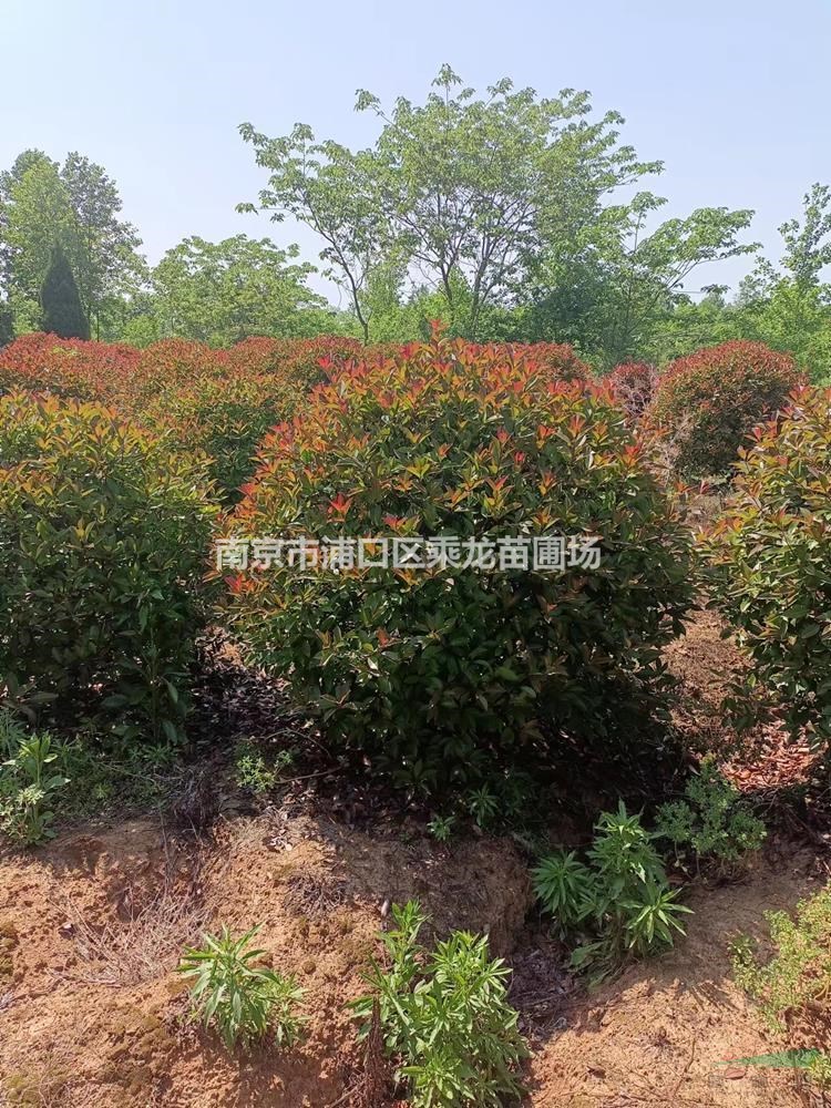 2米紅葉石楠球-p200公分紅葉石楠球-苗圃基地批發(fā)